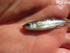 Notropis rubricroceus