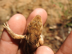 Sceloporus subniger