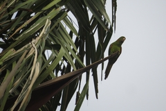 Psittacara leucophthalmus