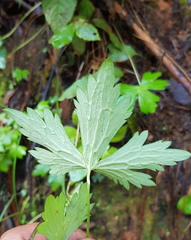 Delphinium pedatisectum