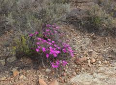 Lampranthus haworthii