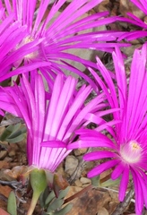 Lampranthus haworthii