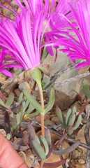 Lampranthus haworthii