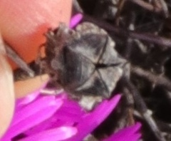 Lampranthus haworthii