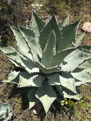 Agave durangensis