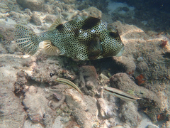 Lactophrys bicaudalis