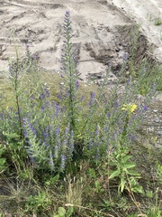 Echium vulgare