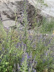 Echium vulgare