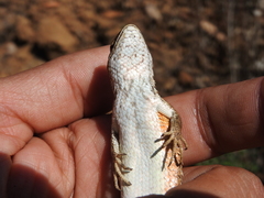 Sceloporus subniger