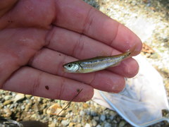 Notropis rubricroceus