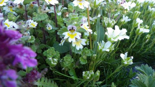 Euphrasia matsumurae iNat (2)