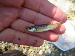 Notropis rubricroceus