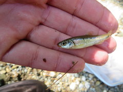 Notropis rubricroceus