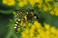 Cerceris arenaria