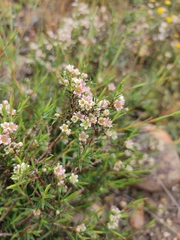 Diosma fallax