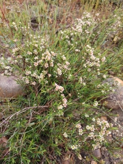 Diosma fallax