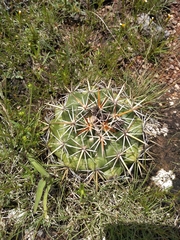 Coryphantha ottonis