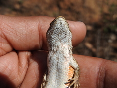 Sceloporus subniger