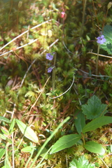 Pinguicula villosa