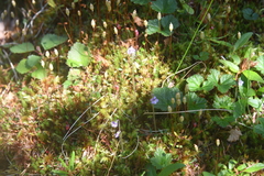 Pinguicula villosa