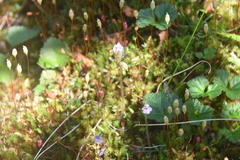 Pinguicula villosa