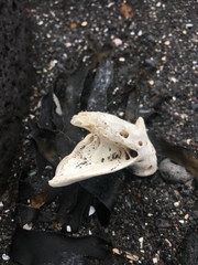 Actinopterygii