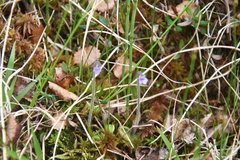 Pinguicula villosa