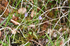 Pinguicula villosa