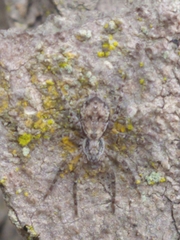 Tomopisthes horrendus
