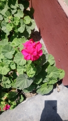 Pelargonium
