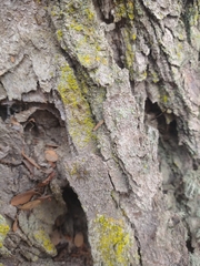 Tomopisthes horrendus