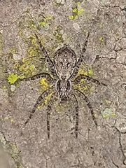 Tomopisthes horrendus