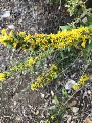 Solidago petiolaris
