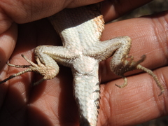 Sceloporus subniger