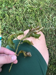 Potamogeton amplifolius