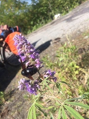 Xylocopa violacea