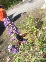 Xylocopa violacea