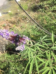Xylocopa violacea
