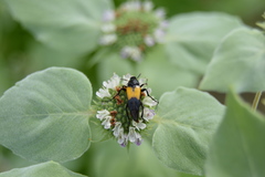 Macrosiagon dimidiata