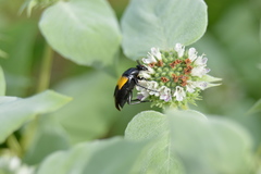 Macrosiagon dimidiata