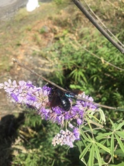 Xylocopa violacea