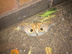 Pseudobunaea tyrrhena