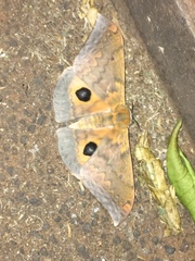 Pseudobunaea tyrrhena