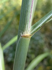 Miscanthus sacchariflorus