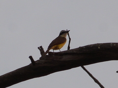 Pitangus sulphuratus