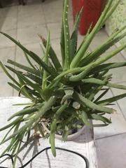 Aloe