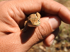Sceloporus subniger