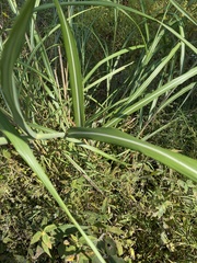 Miscanthus sacchariflorus