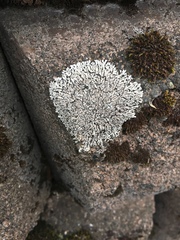 Physciaceae