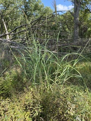 Miscanthus sacchariflorus